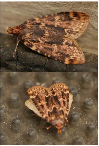 Réf. 294 960 : Aglossa caprealis